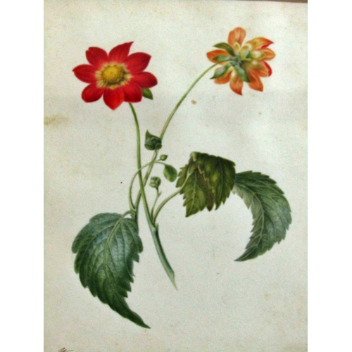 84 - A George IV botanical study, watercolour, dated May 28th 1824 lower left, later framed and glazed, 2... 