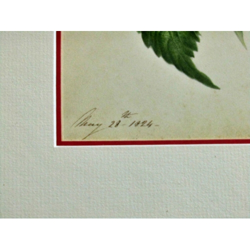 84 - A George IV botanical study, watercolour, dated May 28th 1824 lower left, later framed and glazed, 2... 