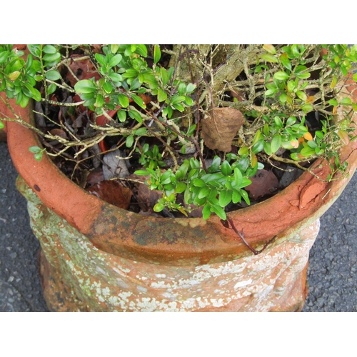 2077 - A cylindrical terracotta planters with raised relief repeating cherub and swag detail (AF) planted, ... 