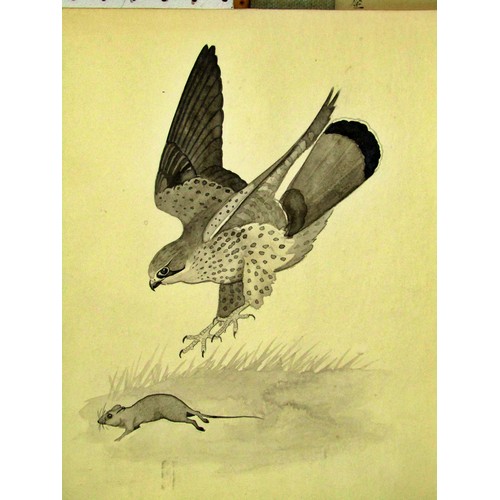 71 - Ralston R. B. Gudgeon (British, 1910-1984) study of a peregrine falcon snatching an unsuspecting duc... 