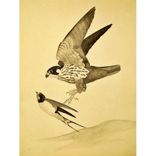 71 - Ralston R. B. Gudgeon (British, 1910-1984) study of a peregrine falcon snatching an unsuspecting duc... 