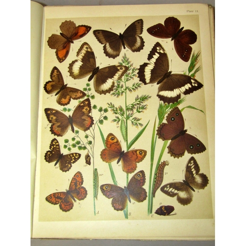 213 - Butterflies and Moths volume I 1903