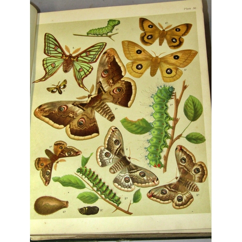 213 - Butterflies and Moths volume I 1903