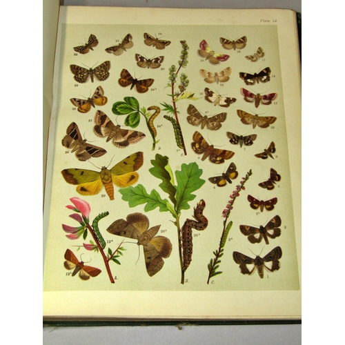 213 - Butterflies and Moths volume I 1903