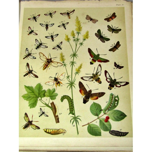 213 - Butterflies and Moths volume I 1903