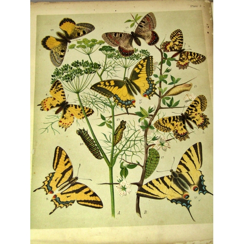 213 - Butterflies and Moths volume I 1903