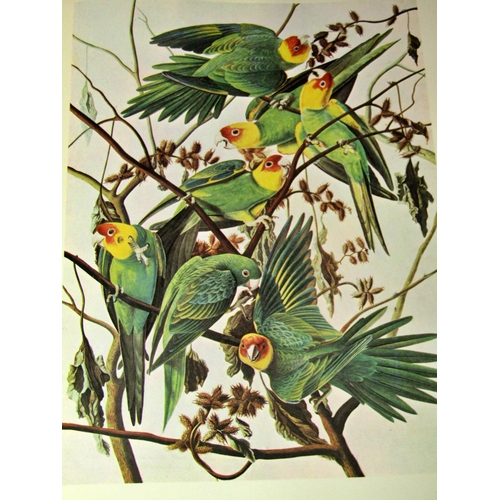 273 - John James Audubon Illustrated Birds of America