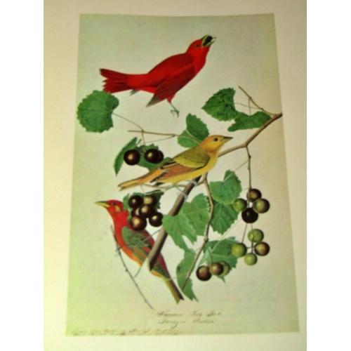 273 - John James Audubon Illustrated Birds of America