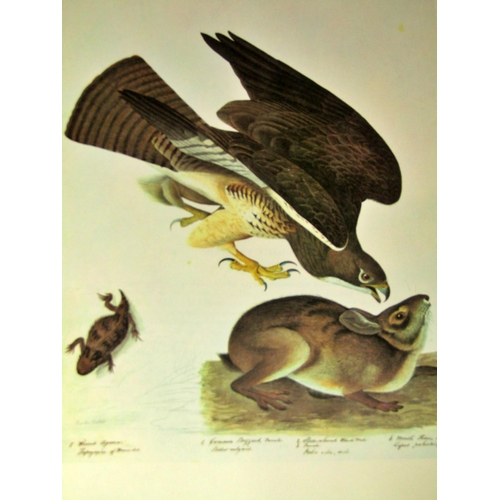 273 - John James Audubon Illustrated Birds of America