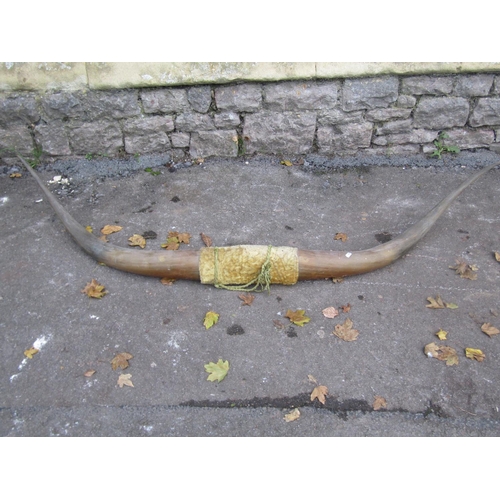 2097 - A pair of cow horns, 163cm spread (tip to tip)