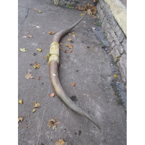 2097 - A pair of cow horns, 163cm spread (tip to tip)