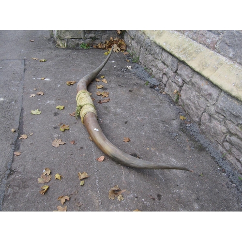 2097 - A pair of cow horns, 163cm spread (tip to tip)