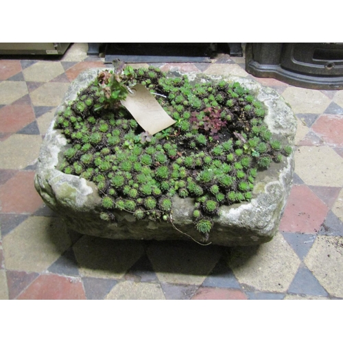 2104 - A weathered rough hewn rectangular natural stone trough containing succulents, 55cm long x 40cm wide... 