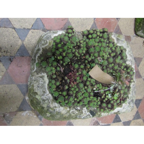 2104 - A weathered rough hewn rectangular natural stone trough containing succulents, 55cm long x 40cm wide... 