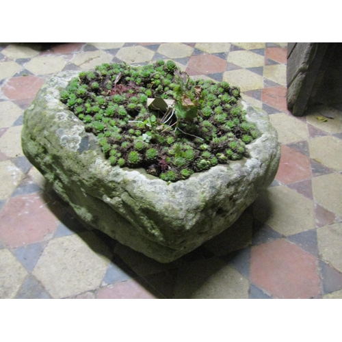 2104 - A weathered rough hewn rectangular natural stone trough containing succulents, 55cm long x 40cm wide... 