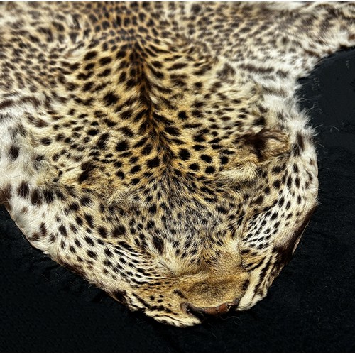 2727 - A Rowland Ward Leopard Skin on a black felt lining 178cm x 120cm approximately.