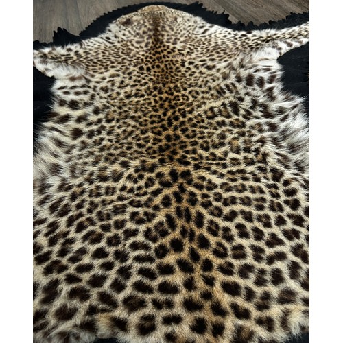 2727 - A Rowland Ward Leopard Skin on a black felt lining 178cm x 120cm approximately.