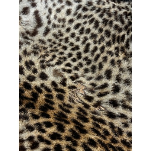 2727 - A Rowland Ward Leopard Skin on a black felt lining 178cm x 120cm approximately.