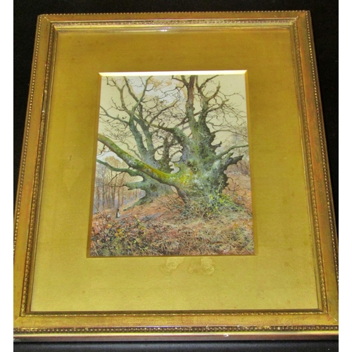 43 - Joseph Holland Tringham (1861-1908) - Ancient Tree, watercolour and bodycolour on paper, signed lowe... 