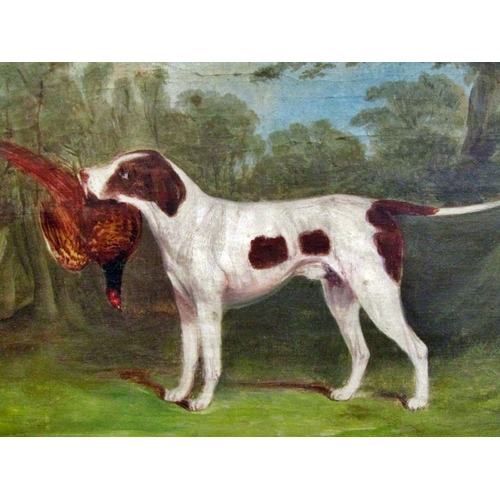 74 - British School, 19th Century - Pointer holding a pheasant in the woods, oil on canvas board, unsigne... 