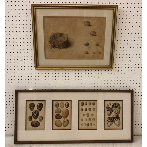 160 - 19th century studies of goldfinch nest and other birds eggs, watercolour on paper, inscribed and dat... 