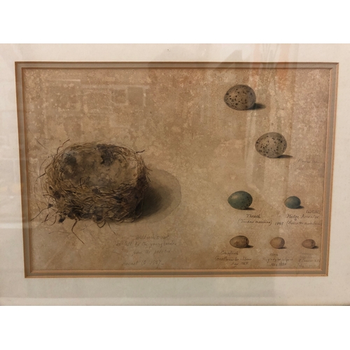 160 - 19th century studies of goldfinch nest and other birds eggs, watercolour on paper, inscribed and dat... 