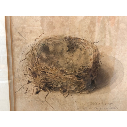 160 - 19th century studies of goldfinch nest and other birds eggs, watercolour on paper, inscribed and dat... 