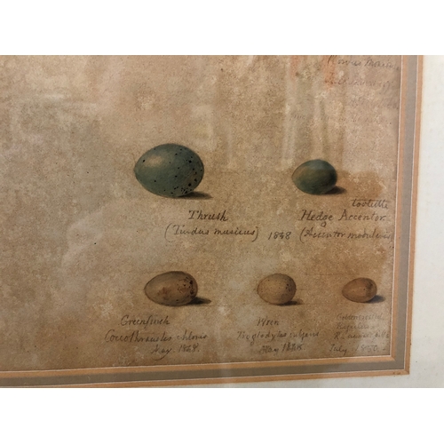 160 - 19th century studies of goldfinch nest and other birds eggs, watercolour on paper, inscribed and dat... 