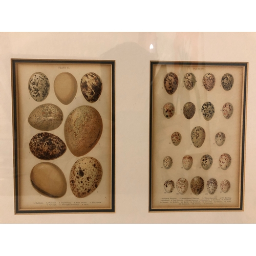 160 - 19th century studies of goldfinch nest and other birds eggs, watercolour on paper, inscribed and dat... 