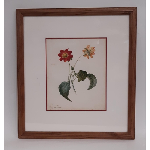 656 - Victorian botanical study depicting a flower from two sides, vey well executed watercolour on paper,... 