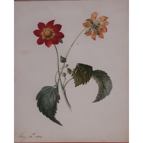 656 - Victorian botanical study depicting a flower from two sides, vey well executed watercolour on paper,... 