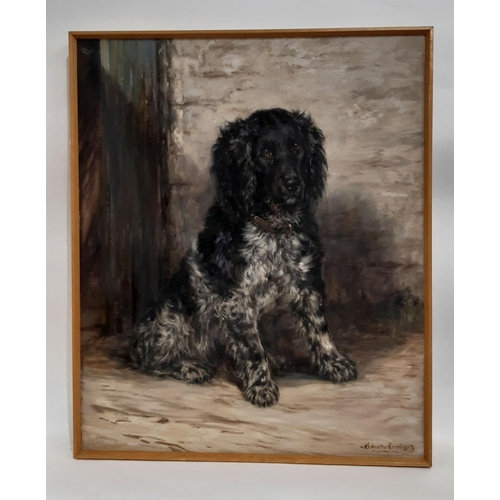 725 - Robert Morley (1857-1941) - Portrait of a Spaniel, oil on canvas, signed lower right, 63 x 76 cm, fr... 