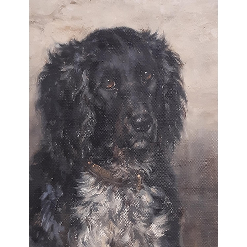 725 - Robert Morley (1857-1941) - Portrait of a Spaniel, oil on canvas, signed lower right, 63 x 76 cm, fr... 