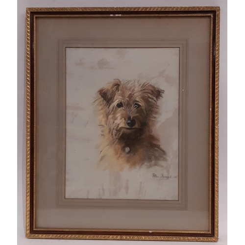 727 - Peter Biegel (British 1913-1987) - Study of a Terrier (1933), pastel on paper, signed and dated lowe... 