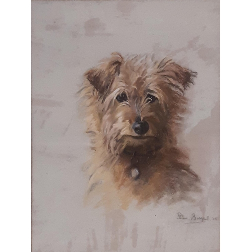 727 - Peter Biegel (British 1913-1987) - Study of a Terrier (1933), pastel on paper, signed and dated lowe... 