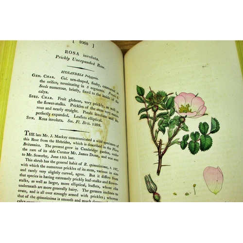 832 - English Botany or Coloured Figures of British Plants with their Essential Characters, Synonyms and P... 