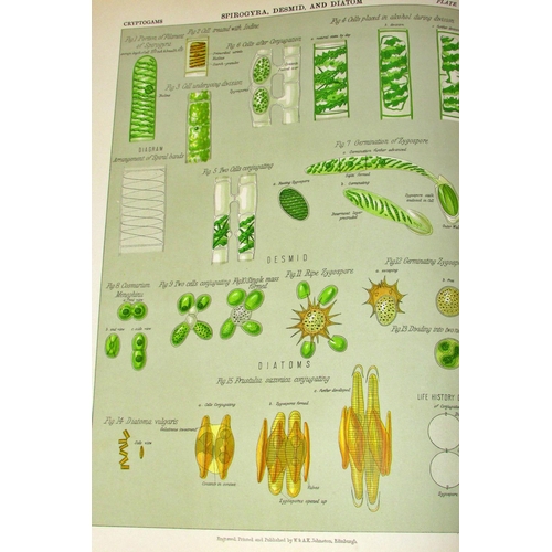 841 - The Botanical Atlas, A Guide to the Practical Study of Plants (1883) (2 volumes) and  Darwin's Ferti... 