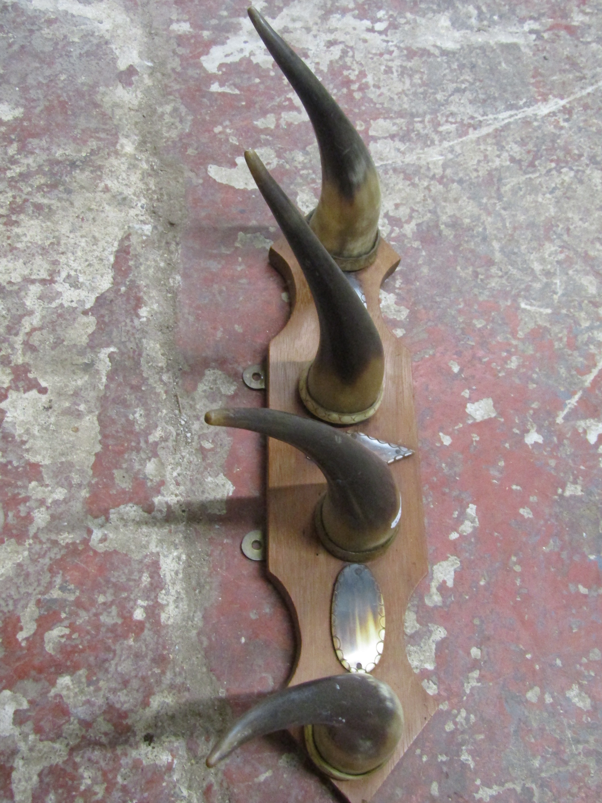 A wall mounted cow horn coat rack/hanger with shaped plaque, 50cm x 12cm