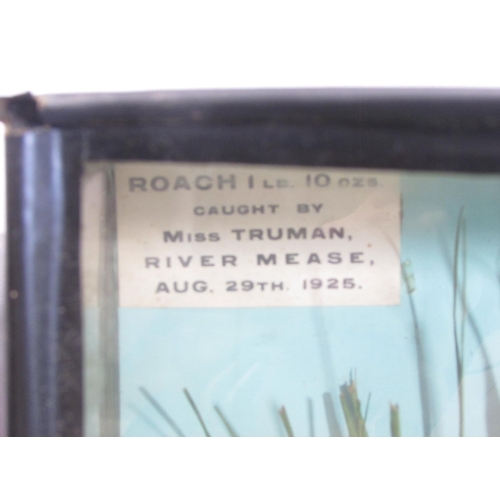 549 - Taxidermy: A Roach, set in a naturalistic water reed setting, weighing 1lb 10ozs caught by Miss Trum... 