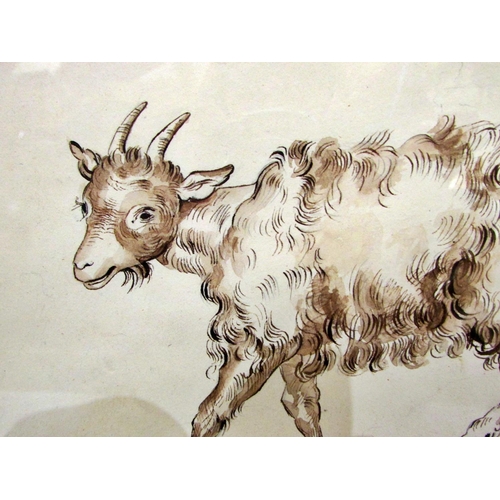 678 - 18th century Continental School - Study of a goat, pen and wash, 18 x 22 cm, glazed in maple veneer ... 