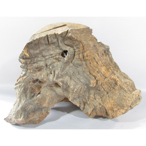 467 - A Sculptured Human Head, carved from a natural piece of wood, 35cm high x 50cm wide.