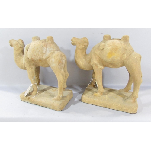 542 - A pair of Chinese terracotta Bactrian Camels, after the Tang originals, 34cm high x 35cm wide.