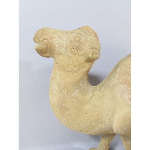 542 - A pair of Chinese terracotta Bactrian Camels, after the Tang originals, 34cm high x 35cm wide.