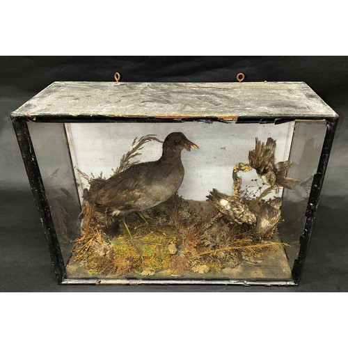 1463 - Taxidermy interest - Moorhen and Snow Bunting in naturalistic setting