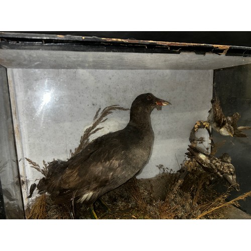 1463 - Taxidermy interest - Moorhen and Snow Bunting in naturalistic setting