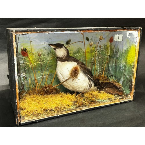 1464 - Taxidermy interest - a Guillemot in naturalistic setting