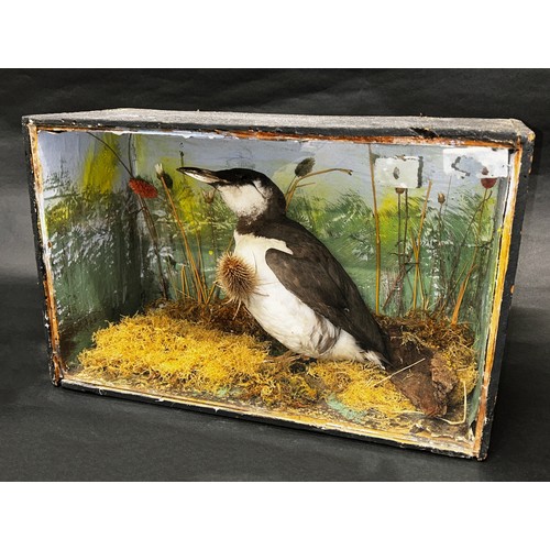 1464 - Taxidermy interest - a Guillemot in naturalistic setting