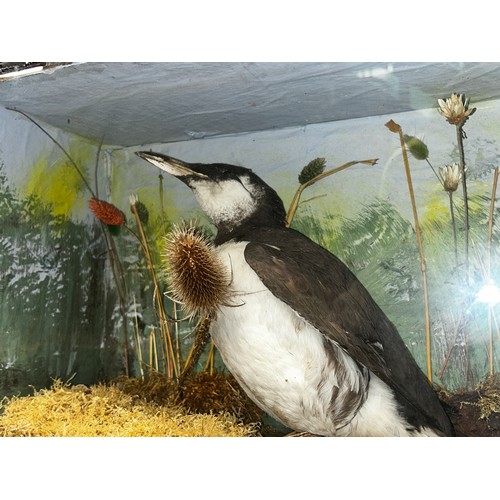 1464 - Taxidermy interest - a Guillemot in naturalistic setting