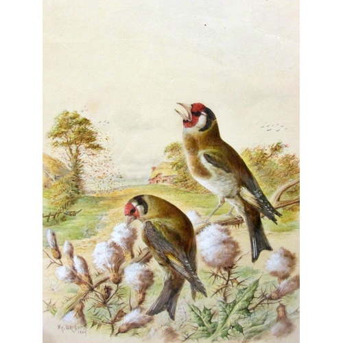 1566 - Henry Bright (1814-1876) - 'Goldfinches' (1889), signed and dated lower left, with title to label ve... 