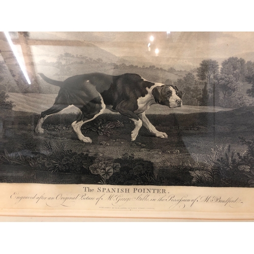 1652 - William Woollett (1735-1785) After George Stubbs (1724-1806) - 'The Spanish Pointer - Engraved after... 